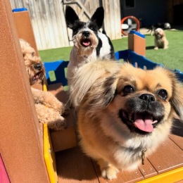 dogs on a playground